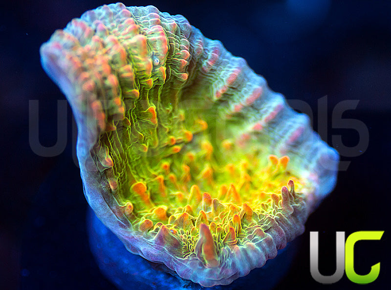 UC Livid Cupping Chalice