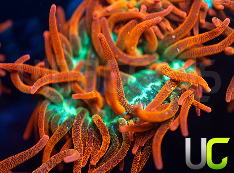 UC Funburst Anemone