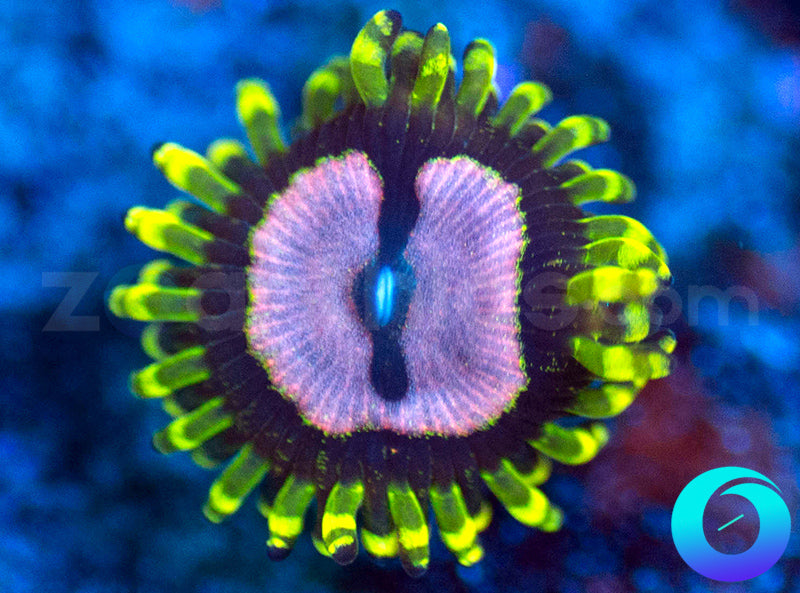Purple Monster