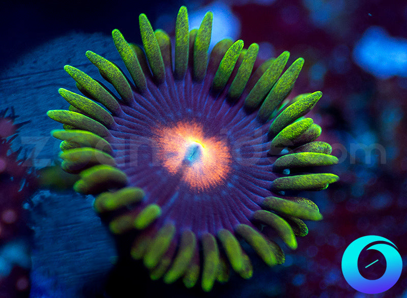 Glowpops