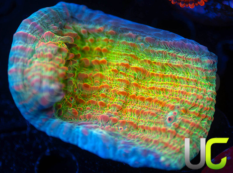 UC Livid Cupping Chalice