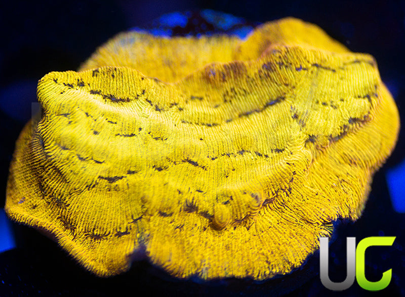 UC Golden Dragon Lepto