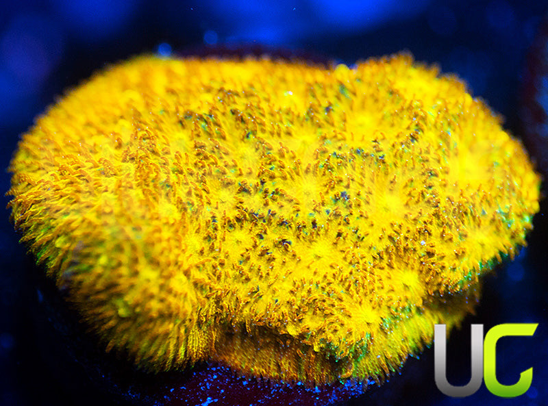 UC Grafted Psammocora