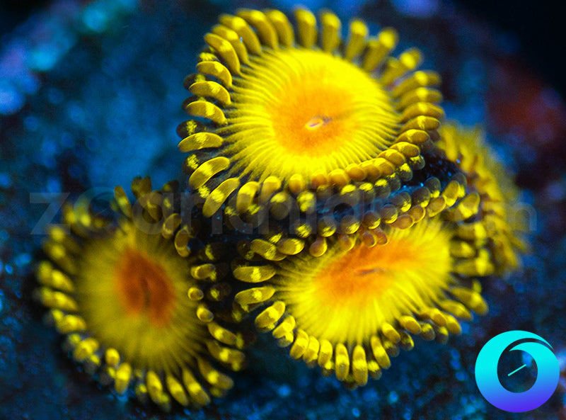 WWC Golden Gods