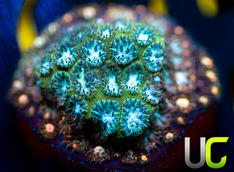 Rainbow Leptastrea
