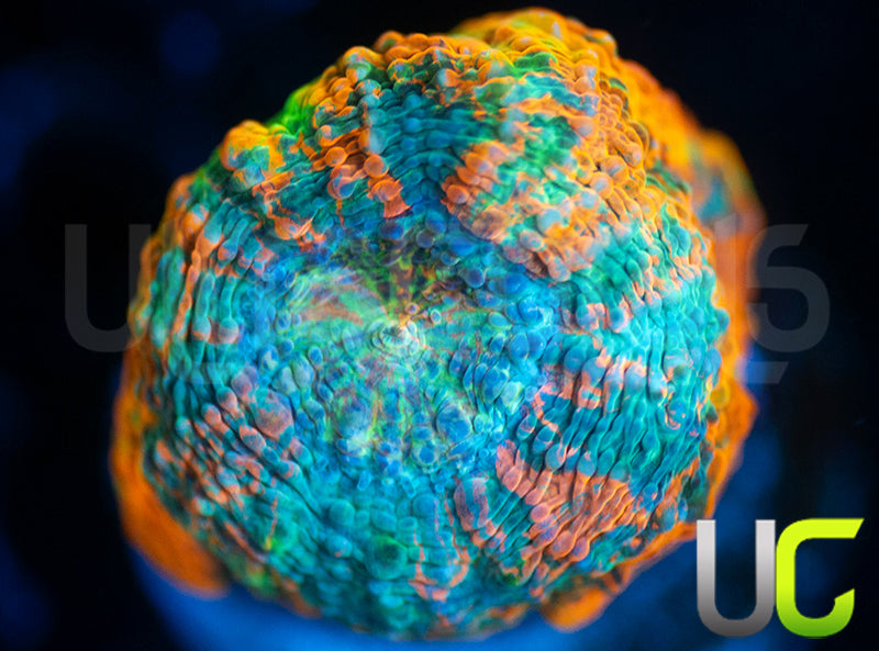BigR Gumdrop Acan Echinata