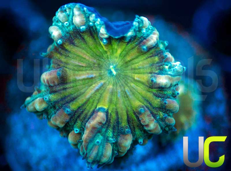 UC Infinity Blastos