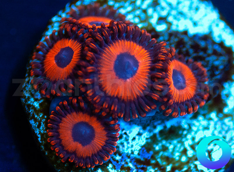 Kedds Reds