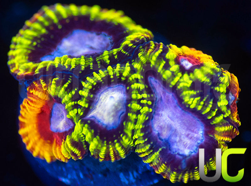 UC Double Rainbow Favia