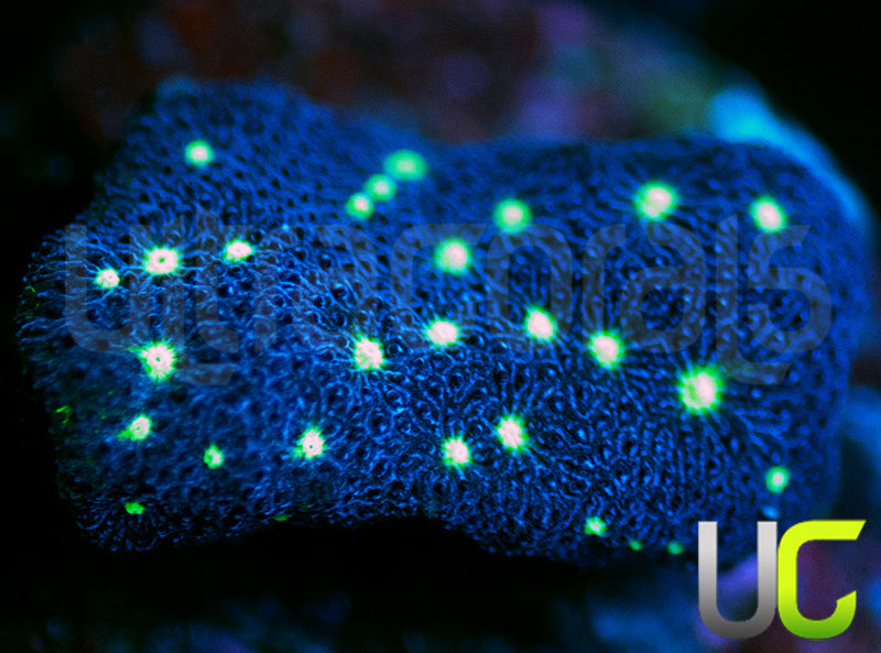UC Nuclear Constellation Psammocora