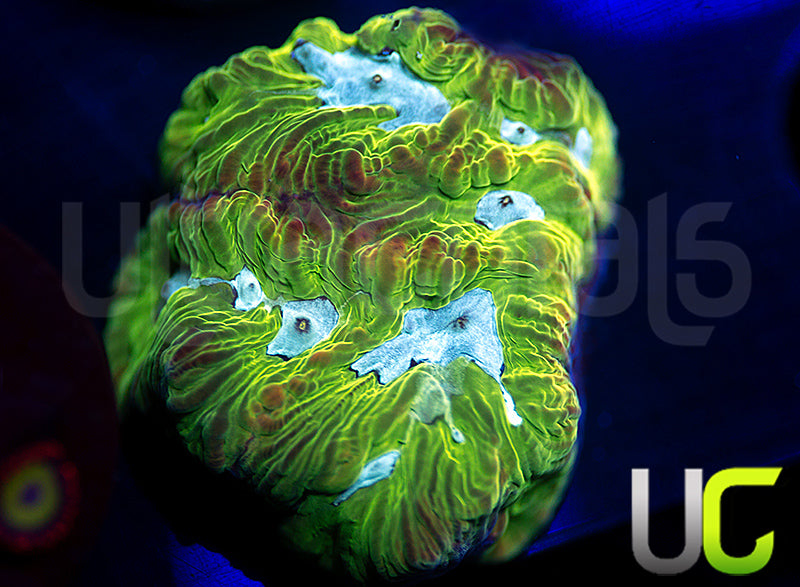 UC Blue Goose Platy