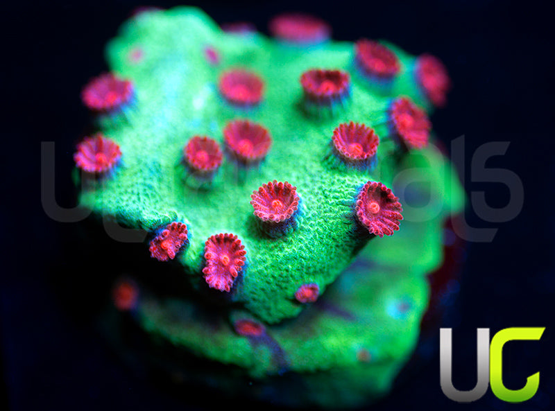 JF Jingle Bells Cyphastrea