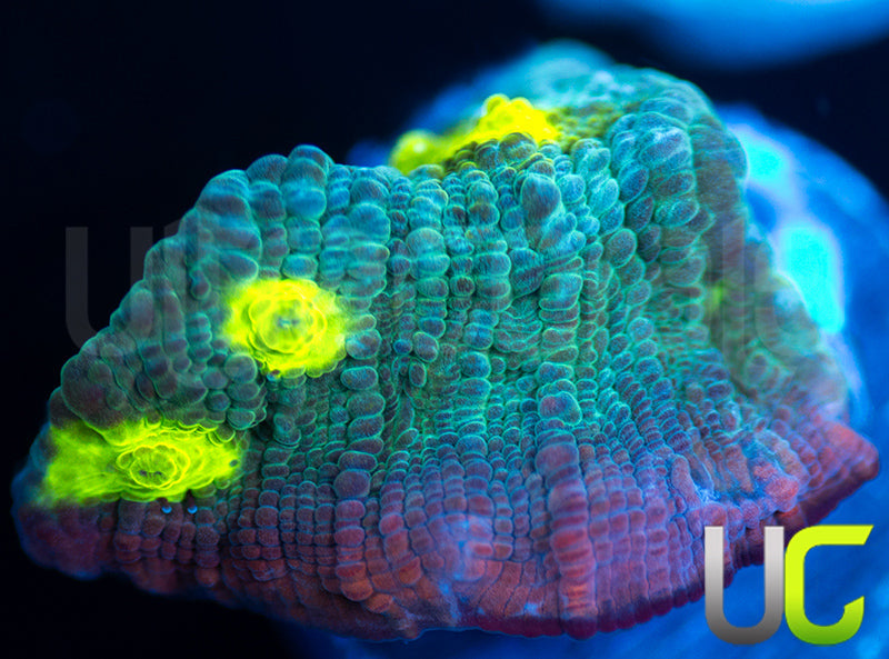UC Lava Rim Chalice