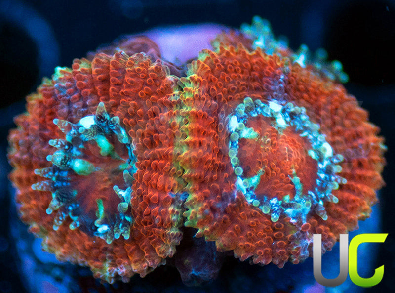 UC Limp Bizkuit Micro Amakusensis