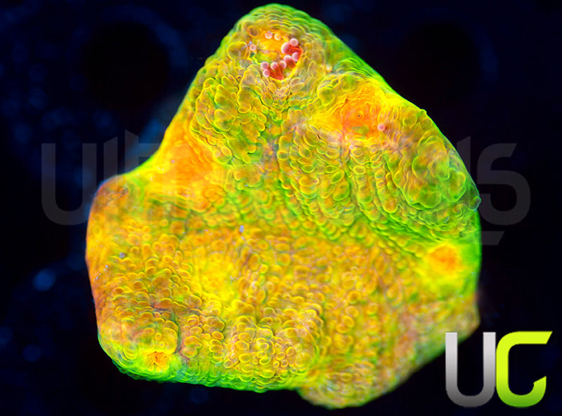 UC Crayola Meltdown Chalice