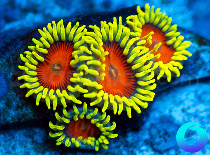 Electric Shocktopus