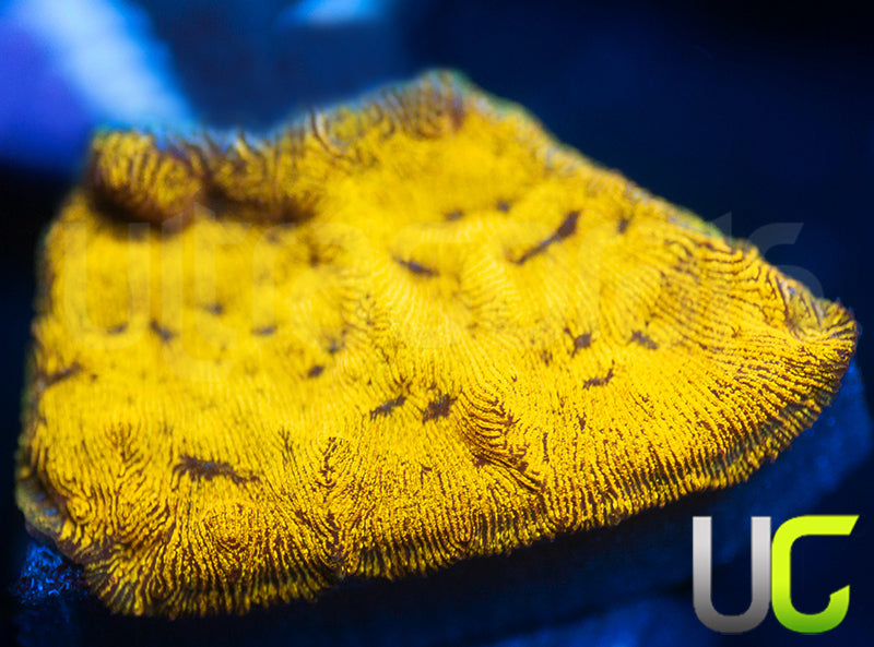 UC Golden Dragon Lepto