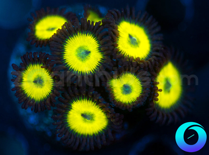 Yellow Submarine