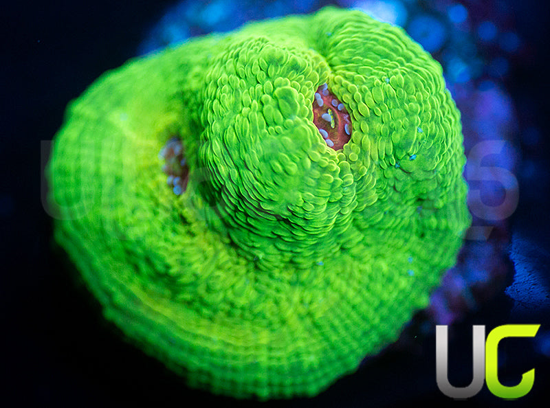 UC Plasmatic Chalice