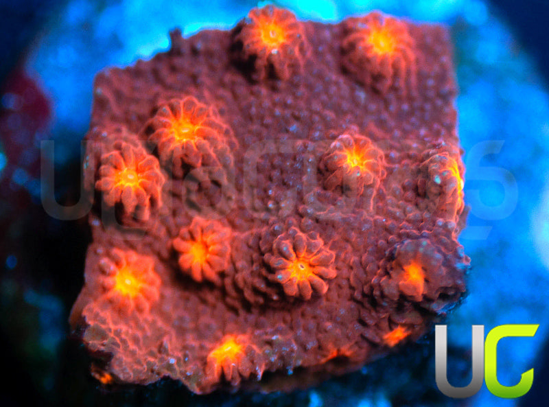 UC Jolly Roger Cyphastrea