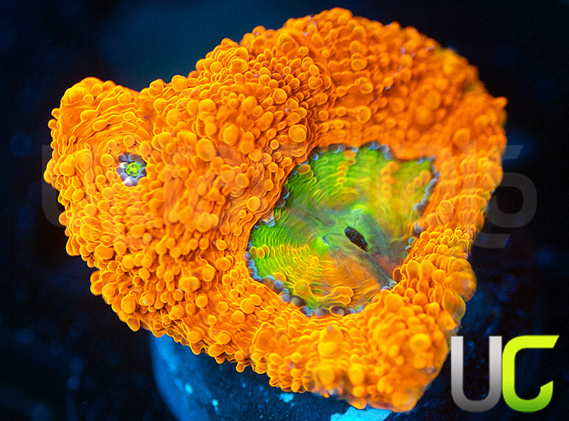 OG Pumpkin Patch Acan Echinata