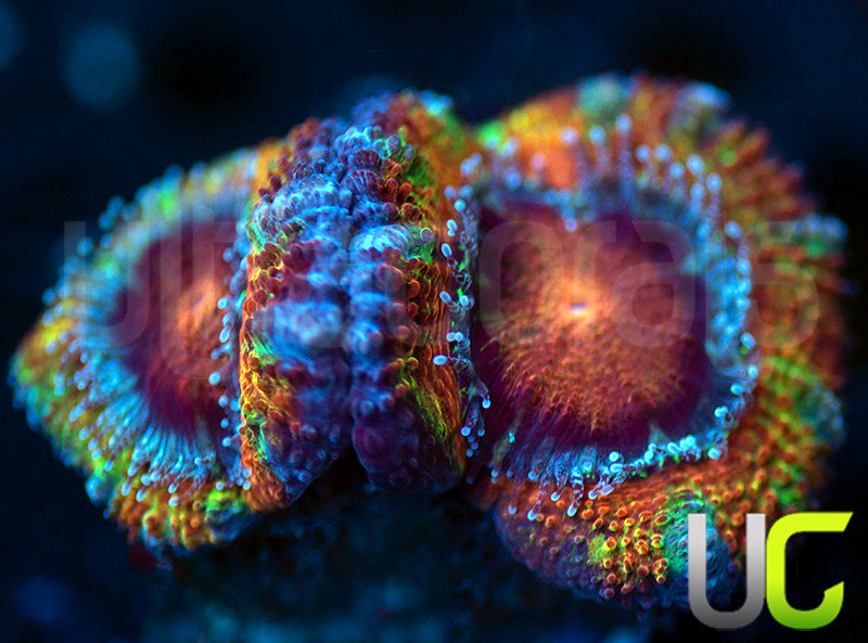 UC Flower Power Micro Lord
