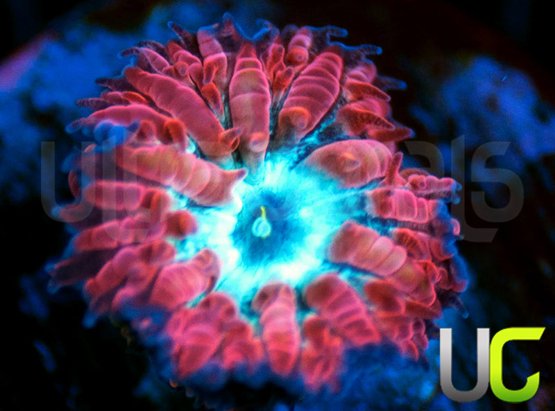 UC Azure Sky Blasto