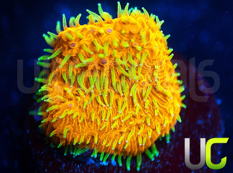 UC Fuzzy Navel Litho