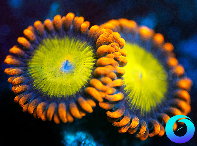 Mandarin Oranges
