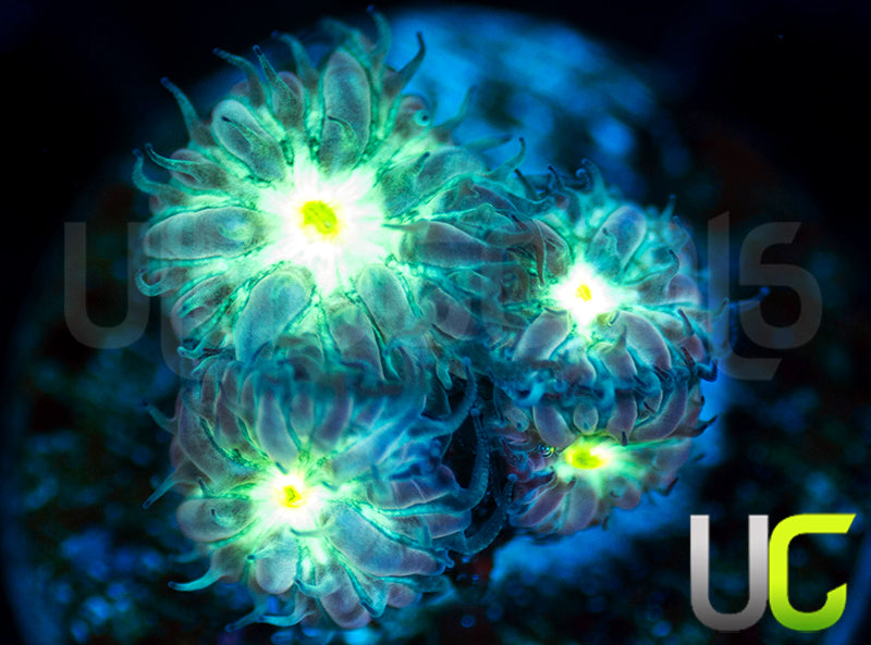 UC Dark Arts Blastos