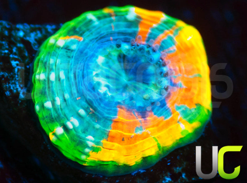 BigR Gumdrop Acan Echinata