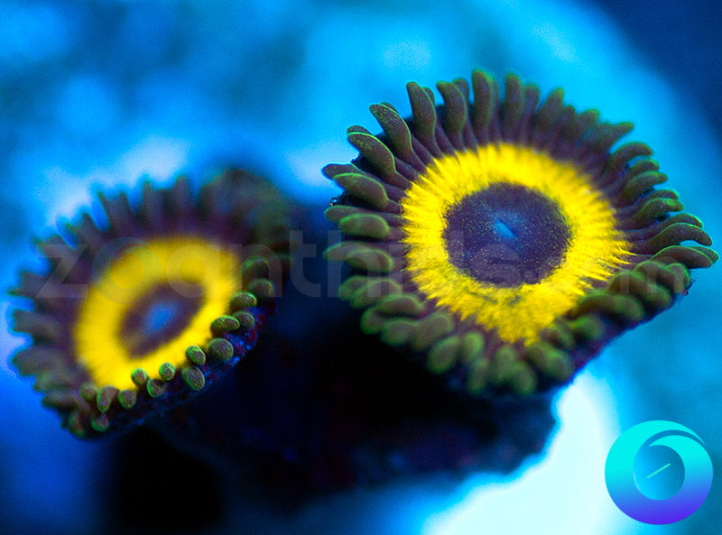 GloWorms