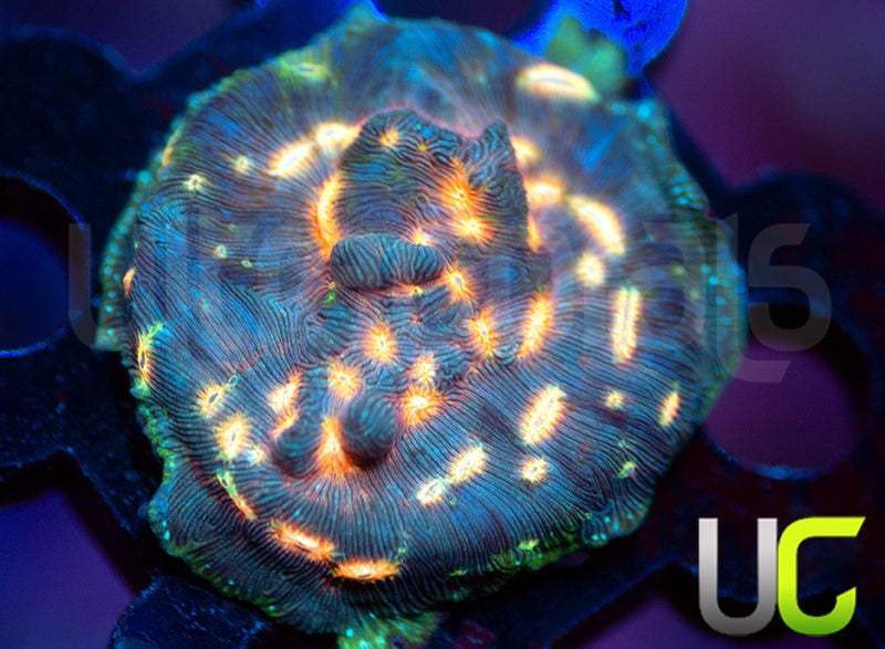 UC Plutonium Lepto
