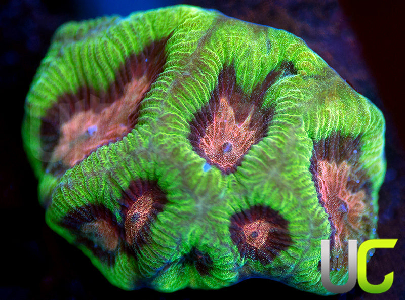 UC Prism Platy