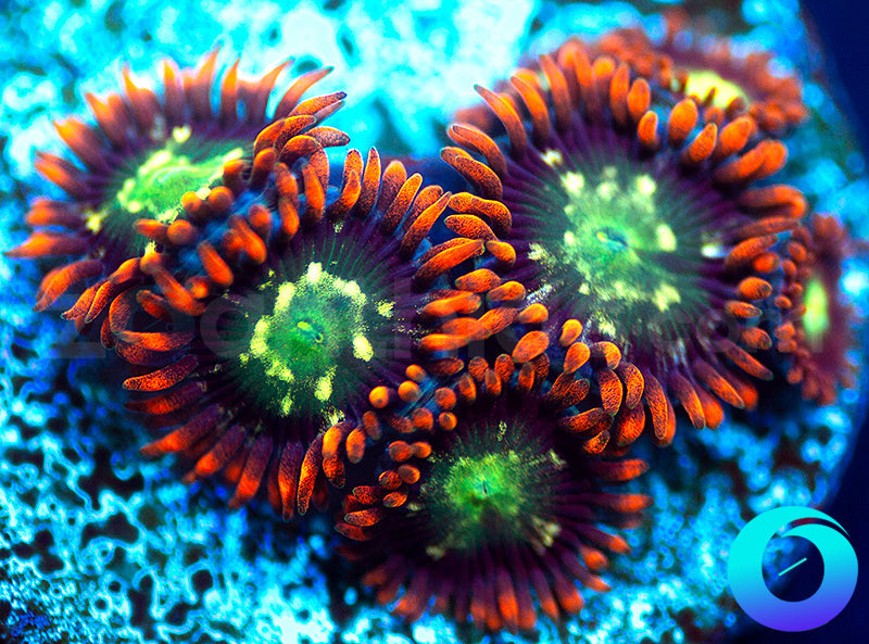 Flaming Fireballs
