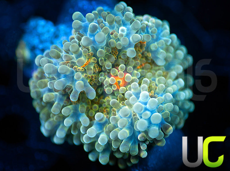 UC Caterpillar Yuma Ricordea