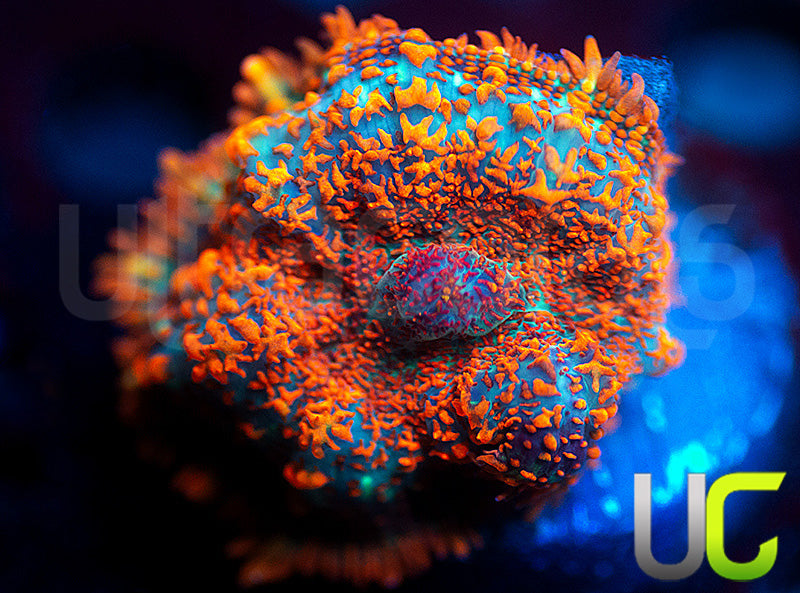 UC Hells Spells Mushroom