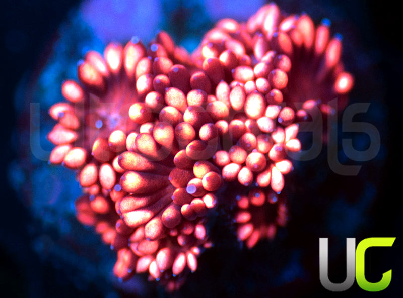 UC Scarlett Fever Goni