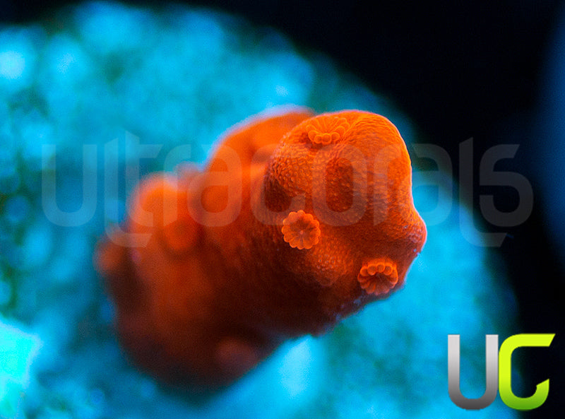 Montipora Setosa