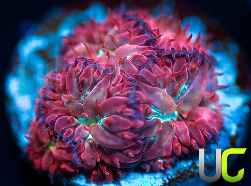 UC Azure Sky Blastos