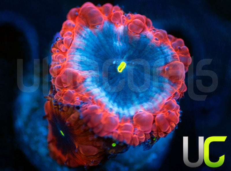 UC Forbidden Blue Blastos