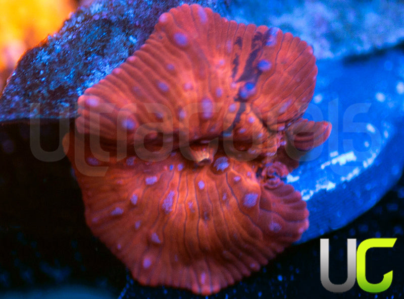 UC Harley Quinn Mushroom