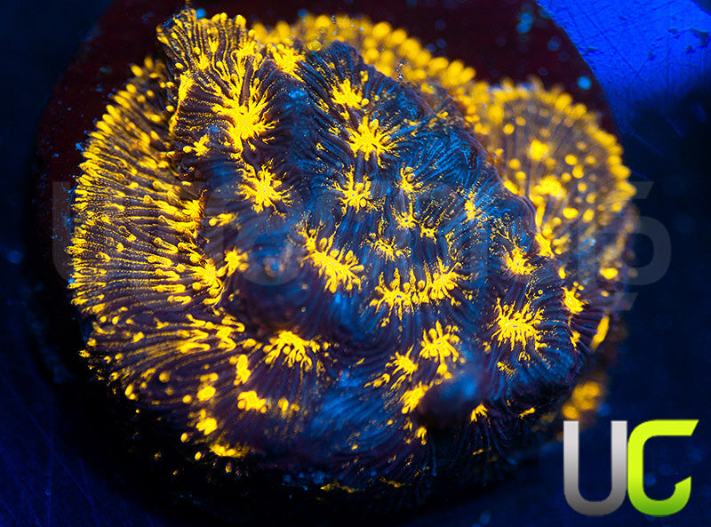 UC Blinding Lights Lepto