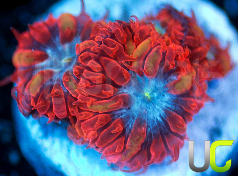 UC Blue Raven Blastos