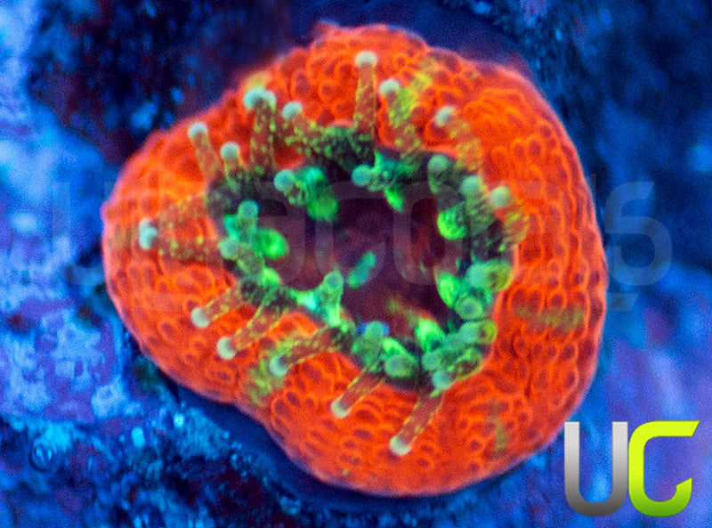 UC Dragon Slayer Micro Amakusensis