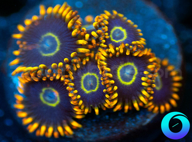 Rainbow Hornets
