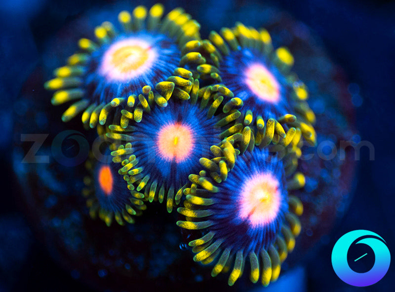Twisted Monkey