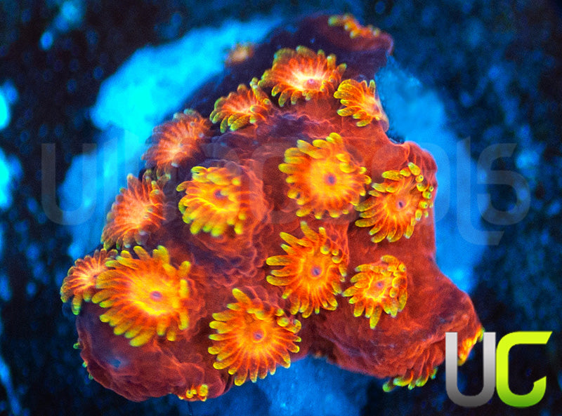 WWC Hi Cee Cyphastrea