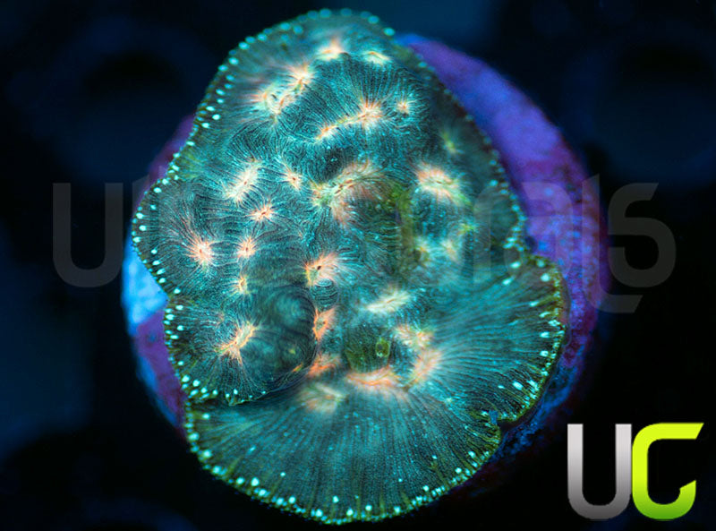 UC Plutonium Lepto