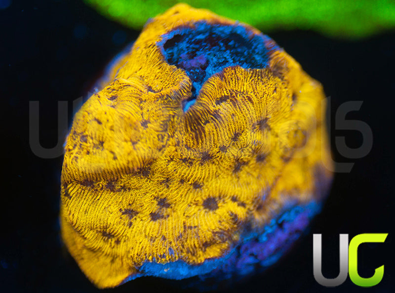 UC Golden Dragon Lepto